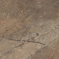 GT120605604PR Bersa Коричневый 60x120 Global Tile