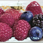 Decor Tutti Frutti Di Bosco 10x30 Monopole Ceramica